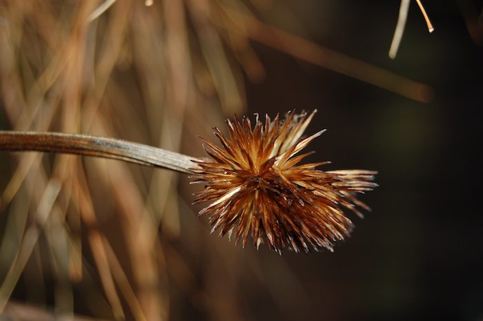 Close-up of a dried seed pod at the Passmore Plantation site in Waverly Hall, Georgia, symbolizing resilience and memory.
